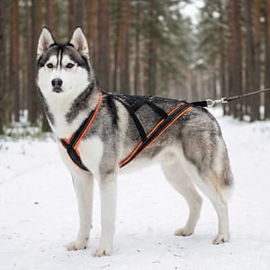 usky Sibérien portant un harnais de traction professionnel X-back noir et orange dans une forêt enneigée, équipement de canicross Wooofky.