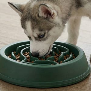 Chiot Husky sibérien aux yeux bleus mangeant des croquettes dans une gamelle anti-glouton verte sur un sol en bois.