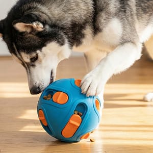 Husky Sibérien jouant avec un jouet d'occupation bleu et orange distributeur de croquettes, stimulation mentale pour chien intelligent Wooofky.