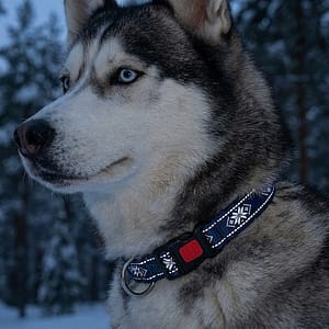 Husky avec collier réfléchissant bleu "Nordic Style" dans une forêt de sapins enneigés à la tombée de la nuit.